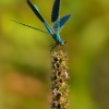 Motylice leskla - Calopteryx splendens - Banded Demoiselle 2417